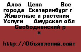 Алоэ › Цена ­ 150 - Все города, Екатеринбург г. Животные и растения » Услуги   . Амурская обл.,Свободненский р-н